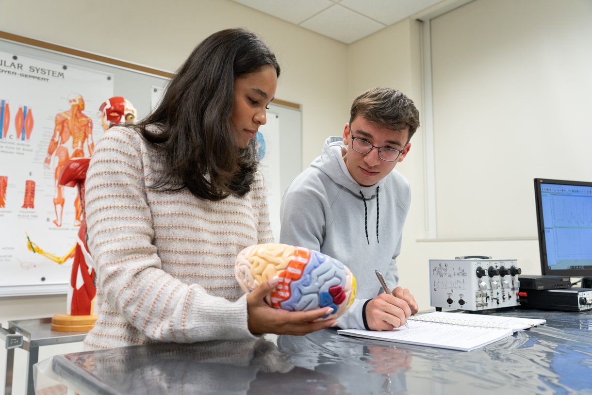 Two students working with a brain model in a lab
