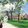 A red brick building with multiple windows is seen through blooming white flowers and trees on a sunny day.