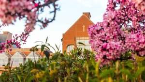 A brick building with large windows is framed by pink flowering tree branches and green foliage in the foreground.