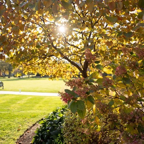Sunlight shines through yellow autumn leaves on a tree and pink flowers near a building with a green lawn beyond.