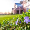 Purple Flowers Brick Building Sunset