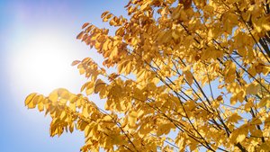 Golden leaves fill the frame against a bright blue sky on the JCU campus. Sunlight streams in from the left.