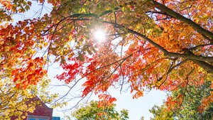 Sunlight shines through red and orange autumn leaves framing a brick campus building at John Carroll University.