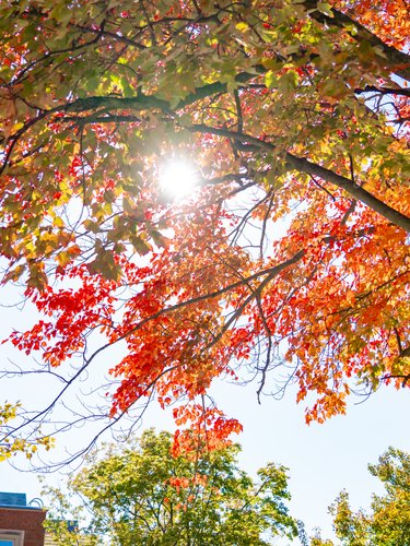 Sunlight shines through branches with red and orange autumn leaves above a campus building at John Carroll University.