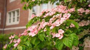 Branches of a flowering tree with pink blossoms are seen across a brick campus building at John Carroll University.