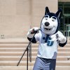 A husky mascot wearing a John Carroll University shirt adjusts a microphone in front of campus building steps.