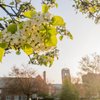 Flowering branches reach up toward the sky on the JCU campus; sun glints off the leaves.