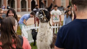 A black and white llama wearing a halter stands inside a white fenced area surrounded by smiling people outside a brick.
