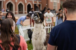 A black and white llama wearing a halter stands inside a white fenced area surrounded by smiling people outside a brick.