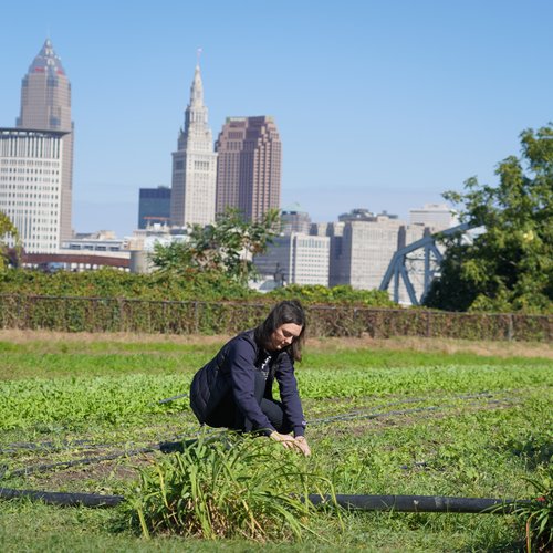 A person crouches tending plants in a green garden with two others working in the background and city buildings beyond.