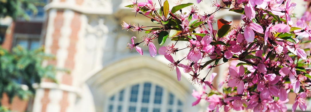 Photo of the administration building with a branch full of pink colored flowers in the foreground. 